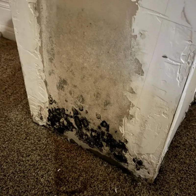 Professional Mold Removal in Everett, WA